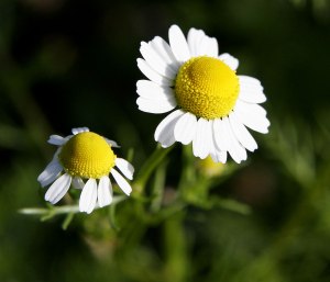  File:Chamomile@original size.jpg - Wikipedia, the free encyclopedia en.wikipedia.org