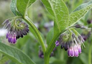 Comfrey - POD easy edible gardening www.podgardening.co.nz