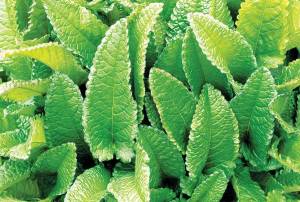 The lance-shaped leaves of wood betony have astringent properties; use as a tea to treat migranes or anxiety, and as a poultice for cuts and insect bites. Photo by Steven Foster http://www.motherearthliving.com/plant-profile/wood-betony.aspx