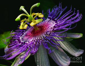 Passion Flower by Douglas Stucky fineartamerica.com