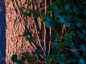 This Shutterstock image was downloaded on 4-13-06 for HSW: TREASURY OF GARDENING http://home.howstuffworks.com/tree-ivy.htm