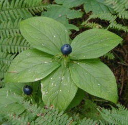 medicine lore - a 14th century medicine chest medicinelore.weebly.com This delicate ground cover may also be referred to as Herb True Love, or True-lover's Knot. A relative of Trillium, it is found in woodland settings.