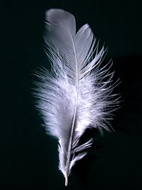 200px-A_single_white_feather_closeup