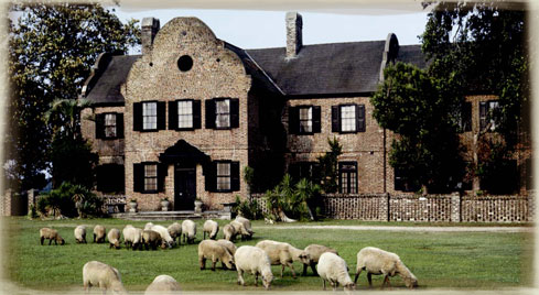 plantation4
