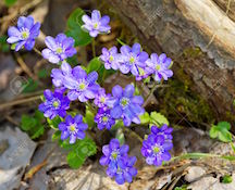 16077203-Blue-flowers-of-Hepatica-Nobilis-close-up-Common-Hepatica-liverwort-kidneywort-pennywort-Anemone-hep-Stock-Photo