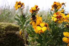 wallflower-and-bumble-bee-387x257