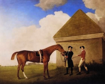 racing horse